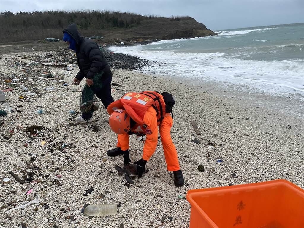海巡署岸巡人員在沙灘發現一隻活體綠蠵龜疑似因為寒流來海溫太低，失溫擱淺海灘。(民眾提供)