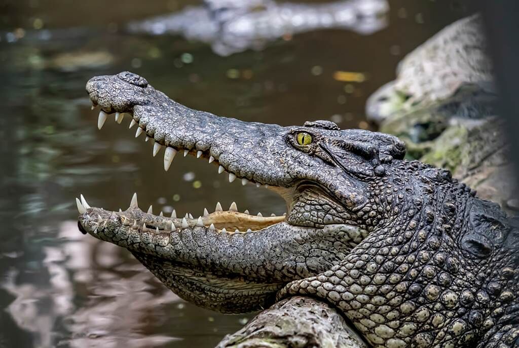 印尼男子到河邊洗澡，慘遭4公尺巨鱷攻擊。(示意圖/達志影像)