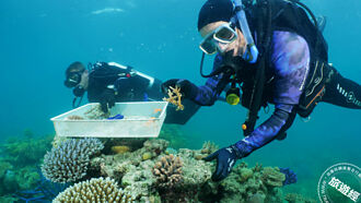 澳洲大堡礁 聯合培育珊瑚成功，讓海洋更具生態