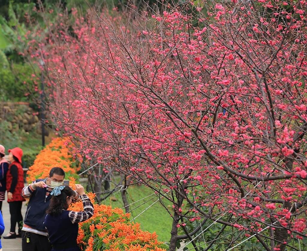 鶯歌區永吉公園的櫻花及炮仗花盛開，吸引不少遊客拍照。（新北市景觀處提供）