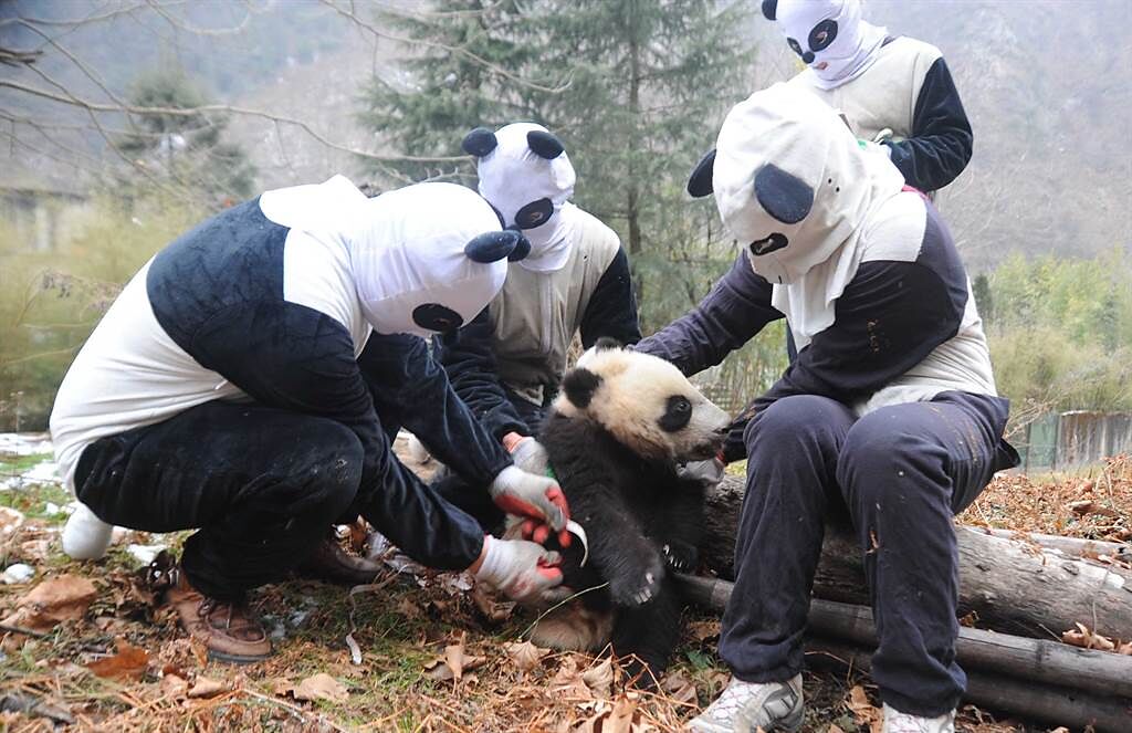 飼育員穿上貓熊偽裝服照顧貓熊寶寶的日常生活。(圖/新華社)