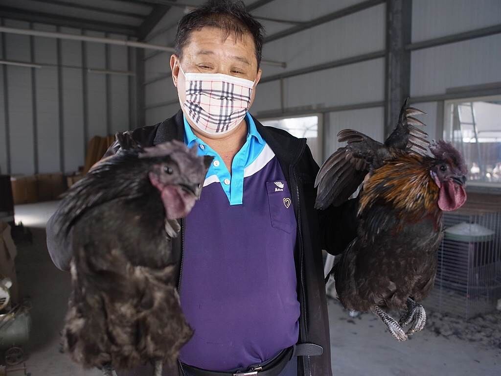 雲林縣北港鎮雞農飼養「藍寶堅尼雞」，搶攻高價雞市場。（張朝欣攝）