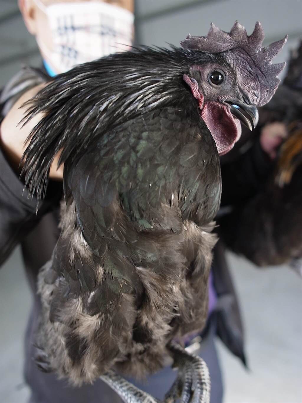 雲林縣北港鎮雞農飼養「藍寶堅尼雞」，搶攻高價雞市場。（張朝欣攝）