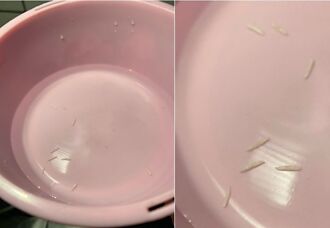 熱水壺竟倒出「泰國香米」 網看完作嘔：果蠅幼蟲
