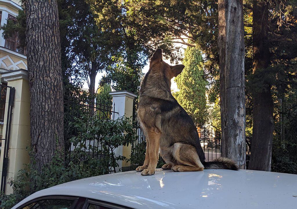 女車主接完孩子放學後，突然發現車頂上多了一隻坐得直挺挺的狗。（示意圖／達志影像）