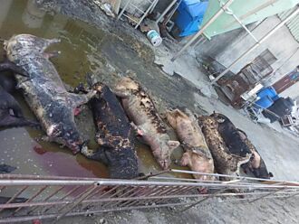 彰化農舍大火20頭豬燒成焦黑屍 飼主心痛：聽到牠們頻哀號