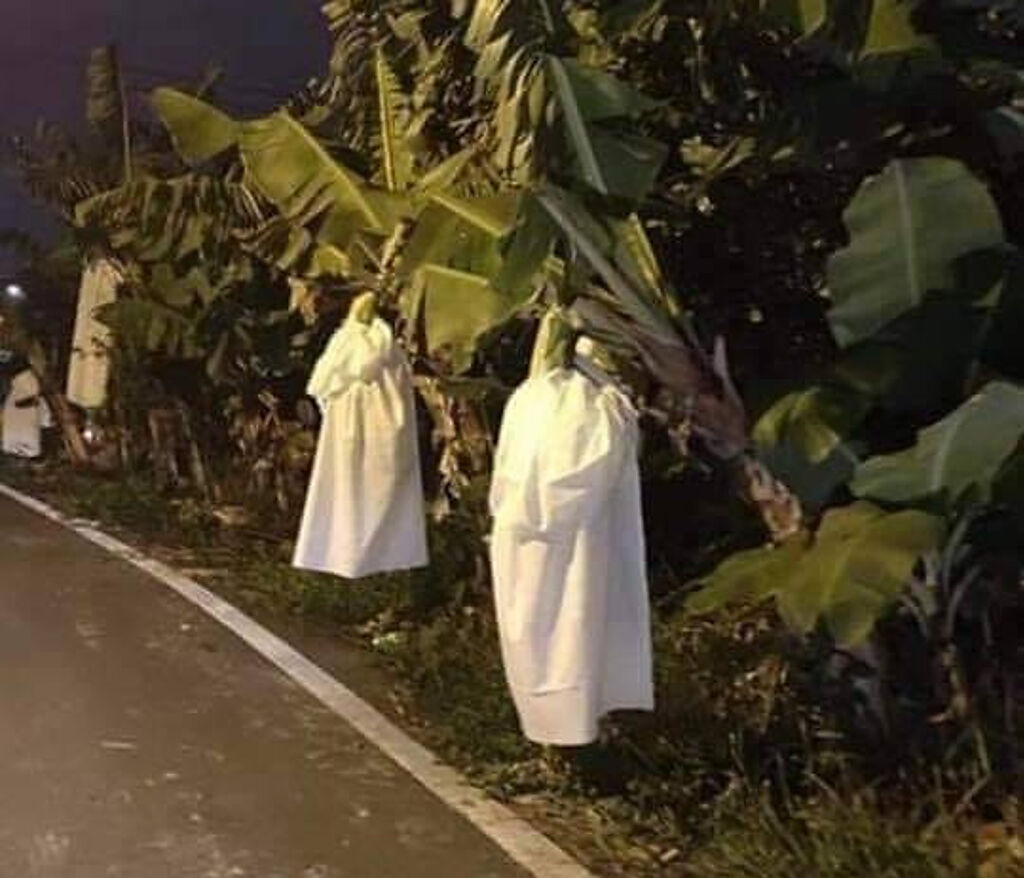 宜蘭的蕉農冬季時，會在香蕉外頭罩上白布禦寒，但景象猶如一整排白色幽靈，意外引起網友討論。（翻攝自臉書社團《爆廢公社》）
