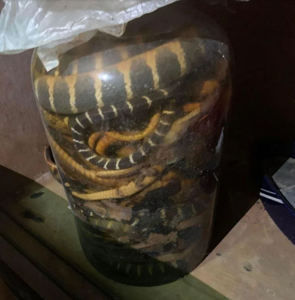 網友PO出一罐30年前的蛇酒，裡面至少有十多條蛇蜷曲在一起，畫面驚人。(圖/截自爆廢公社)