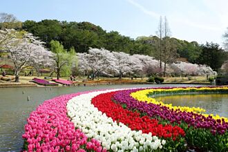 春遊日本靜岡縣～造訪世界最美櫻花與鬱金香庭園
