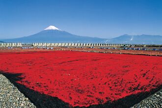 太「蝦」了！來靜岡追期間限定富士山下最美「偽」花海