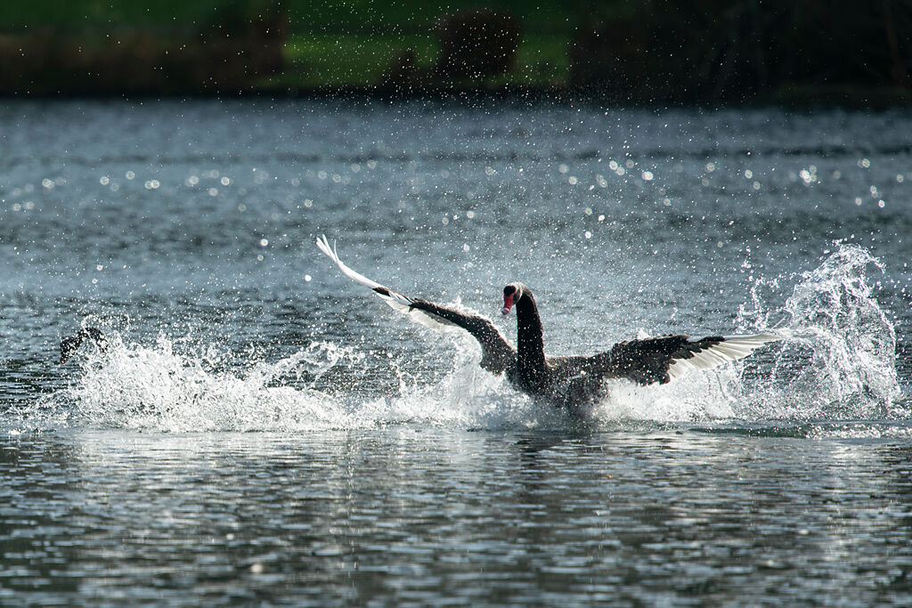 黑天鵝將男大生一把按在水裡暴打，一人一鵝展開激烈的肉搏戰。（示意圖／達志影像）