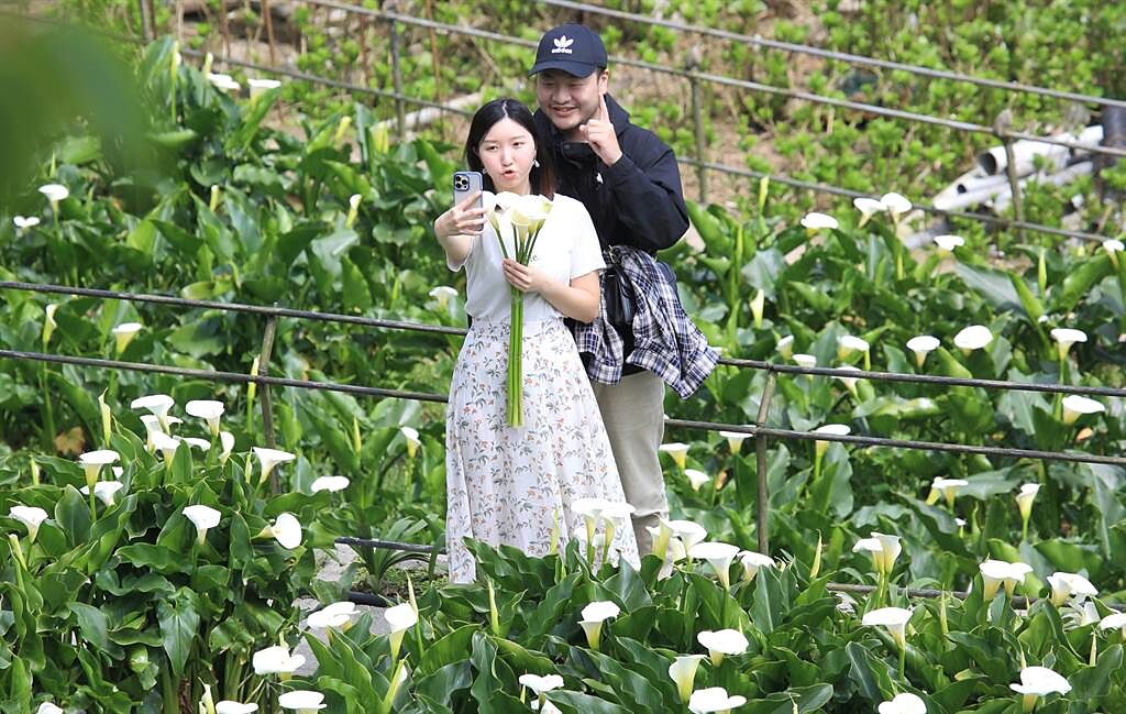 陽明山竹子湖海芋季開跑，第一個週末太陽露臉，情侶們一大早就上山賞花，並在花田美景前拍照。（張鎧乙攝）