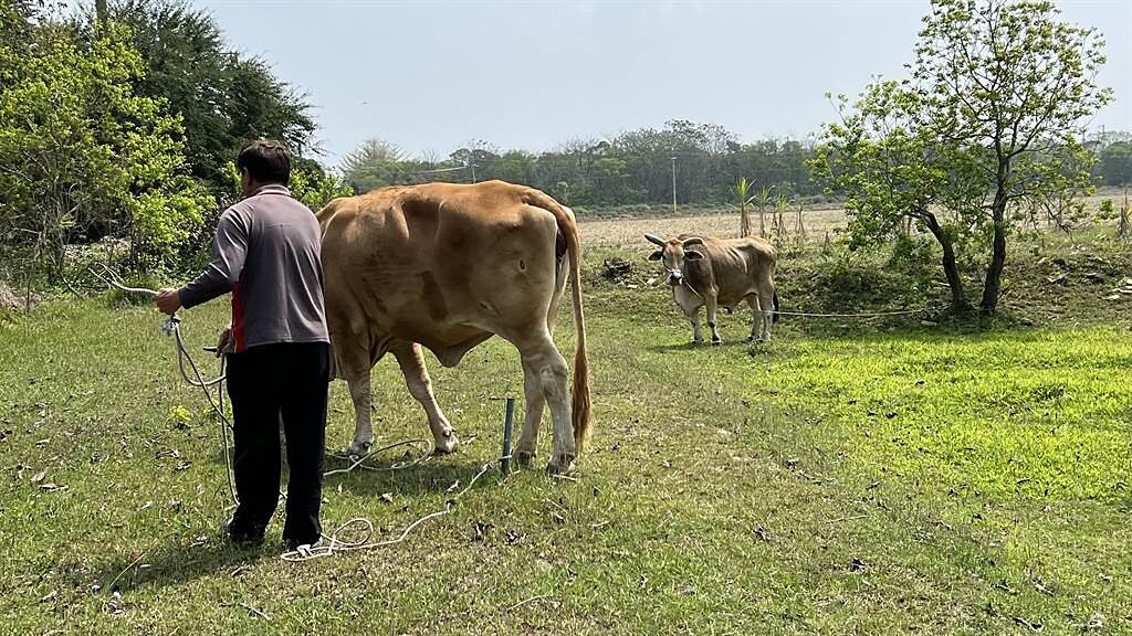 園方每年將牛隻牽到大草皮，讓牠們吃草或曬日光浴。（張毓翎攝）