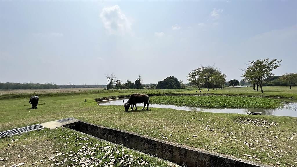 園內設置牧草區、2個大水池，平時水牛喜歡在水池洗澡。（張毓翎攝）