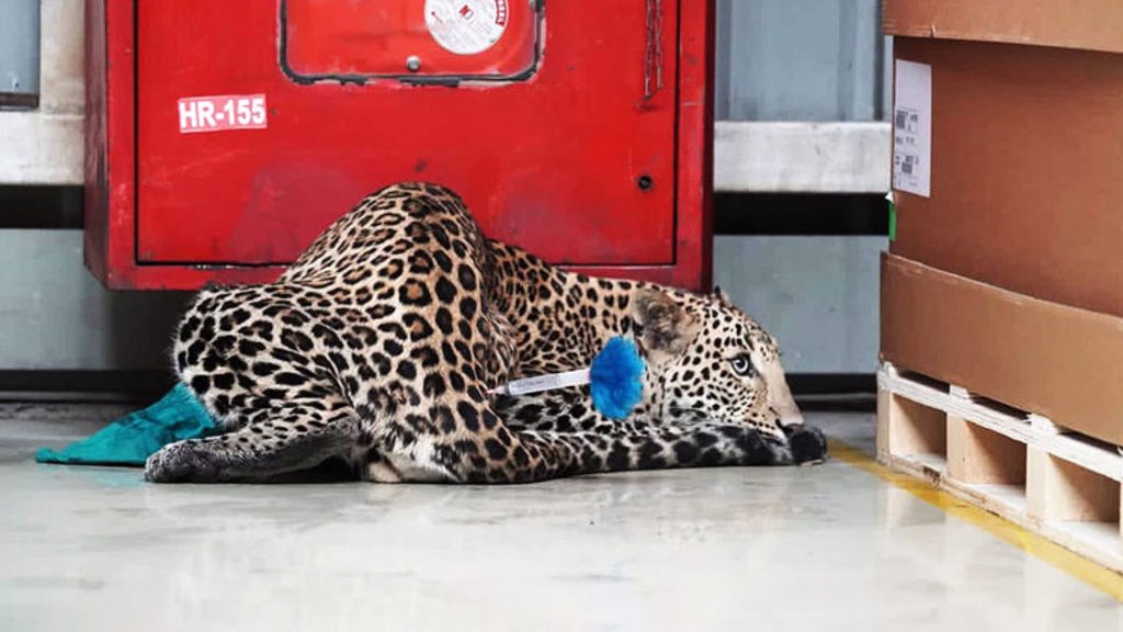 這隻花豹被打上麻醉鏢後順利捕捉，在確認身體康復後就會野放。（圖片來源：Wildlife SOS）