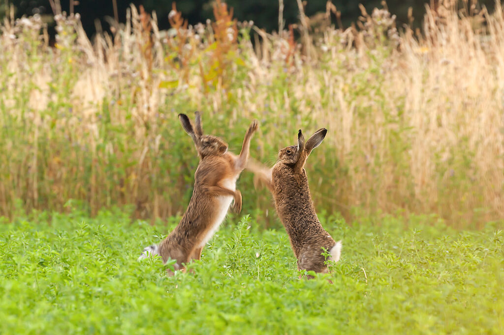 日本一名熱愛兔子的攝影師，日前捕捉到兩隻可愛的兔子一言不合就大打出手。（示意圖／達志影像）