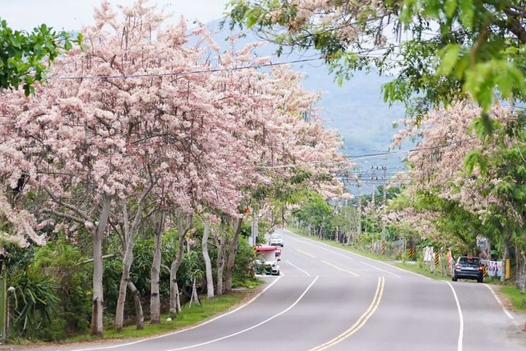 六龜花旗木盛開浪漫粉紅色公路，等你來打卡。拍攝者／鄒裕明。　圖：高雄市政府觀光局／提供