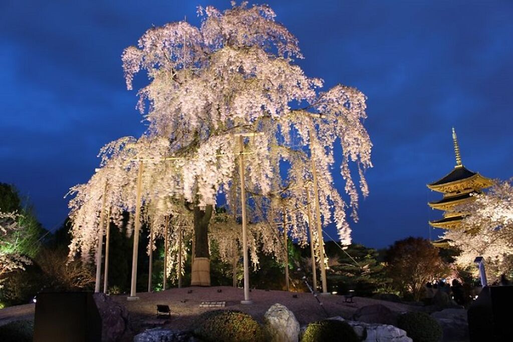 JR京都站八条口徒步15分鐘就能欣賞到絕美夜櫻！　圖：京都市觀光協會╱提供