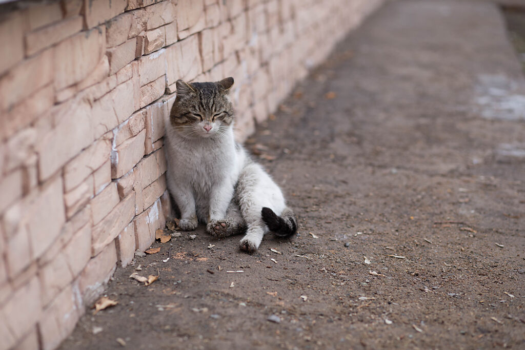 馬來西亞網友日前看到一隻白色流浪貓，乖巧坐在肯德基門外，等待好心人來餵食。(示意圖/達志影像)