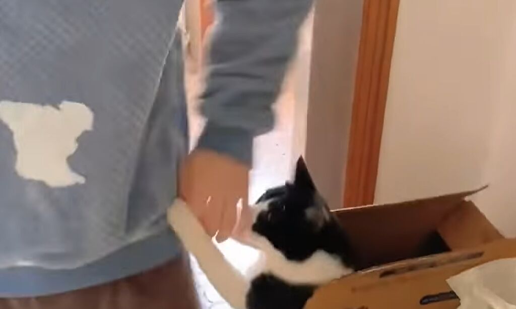 1段抖音影片近日被瘋傳，1名男子走在自家走廊，一旁紙箱竟突然伸出「1隻小手」接著1生物突然衝出嚇他，原來是家中的小貓。（翻攝自臉書「爆廢公社」）