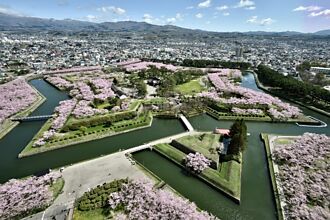 春末就到北海道追櫻！函館必訪「櫻花色五稜郭」