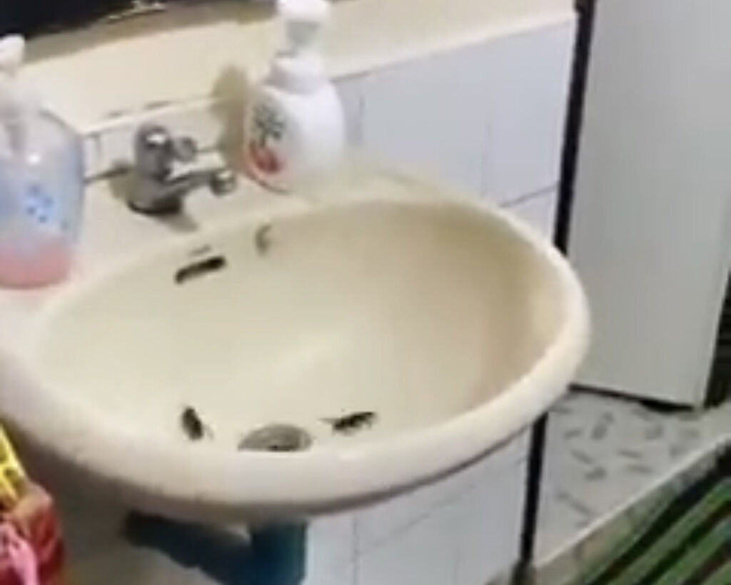 男子往洗手台溢流孔噴灑殺蟲劑，2隻大蟑螂瞬間從洞口竄出。（圖／翻攝自臉書社團爆廢公社二館）