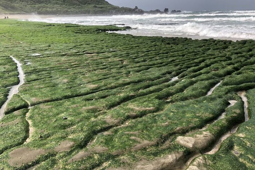 賞綠石槽美景，也要留意守護不破壞海藻的生長。　圖：北海岸及觀音山國家風景區管理處／提供