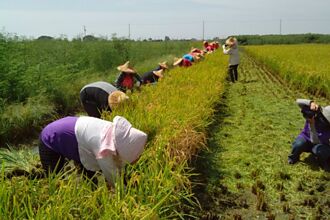 友善耕種／產銷履歷達人自產自銷「江山米」 堅持無農藥生態農法