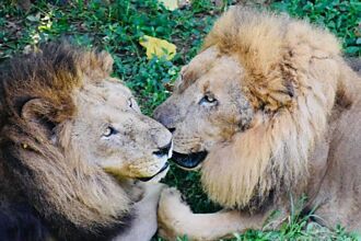壽山動物園動物大健檢 非洲獅「大哥」、「萊恩」洗牙趣