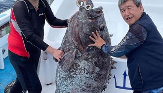 罕見！外海釣上150斤超大七帶石斑 釣友：如中樂透