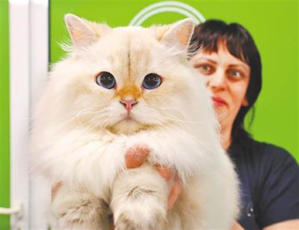 2019年8月，在白羅斯明斯克舉行的寵物貓展上，一名女士展示自己的寵物貓。（新華社）