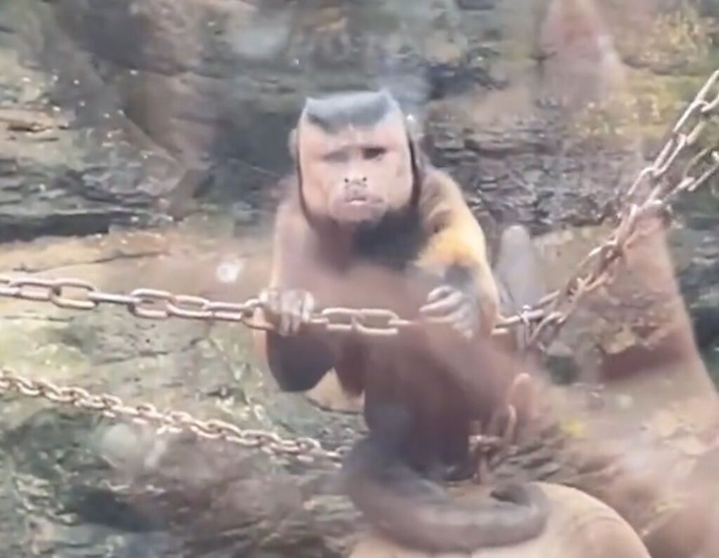大陸浙江的動物園中有一隻「國字臉」猴子，影片曝光後引發網友熱議。(圖/翻攝自微博)