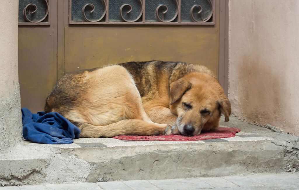 烏克蘭一隻「忠犬小八」獨守空屋2個月，不讓鄰居收養，只為了等主人回家。(示意圖/達志影像)