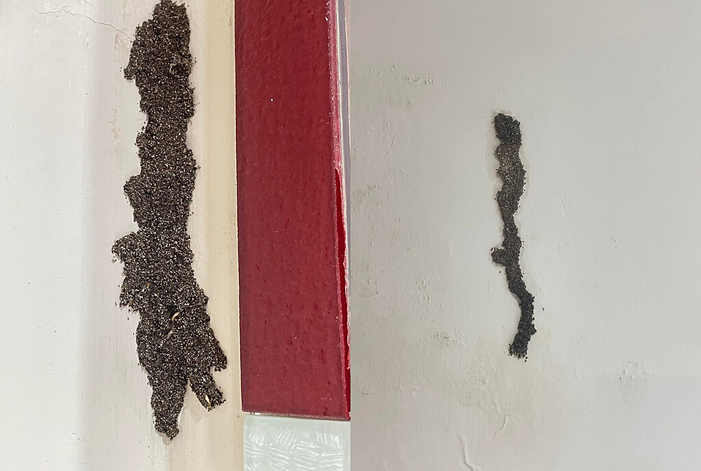 女子租屋處的牆壁上出現一條黑色異物，有經驗的網友一看就認出這是白蟻的「蟻道」。(圖/翻攝自爆怨公社)