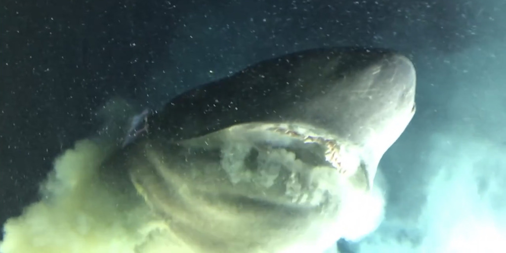  OceanX 研究員入深海遇見巨大古老鯊魚。(圖/截自「OceanX」Youtube)