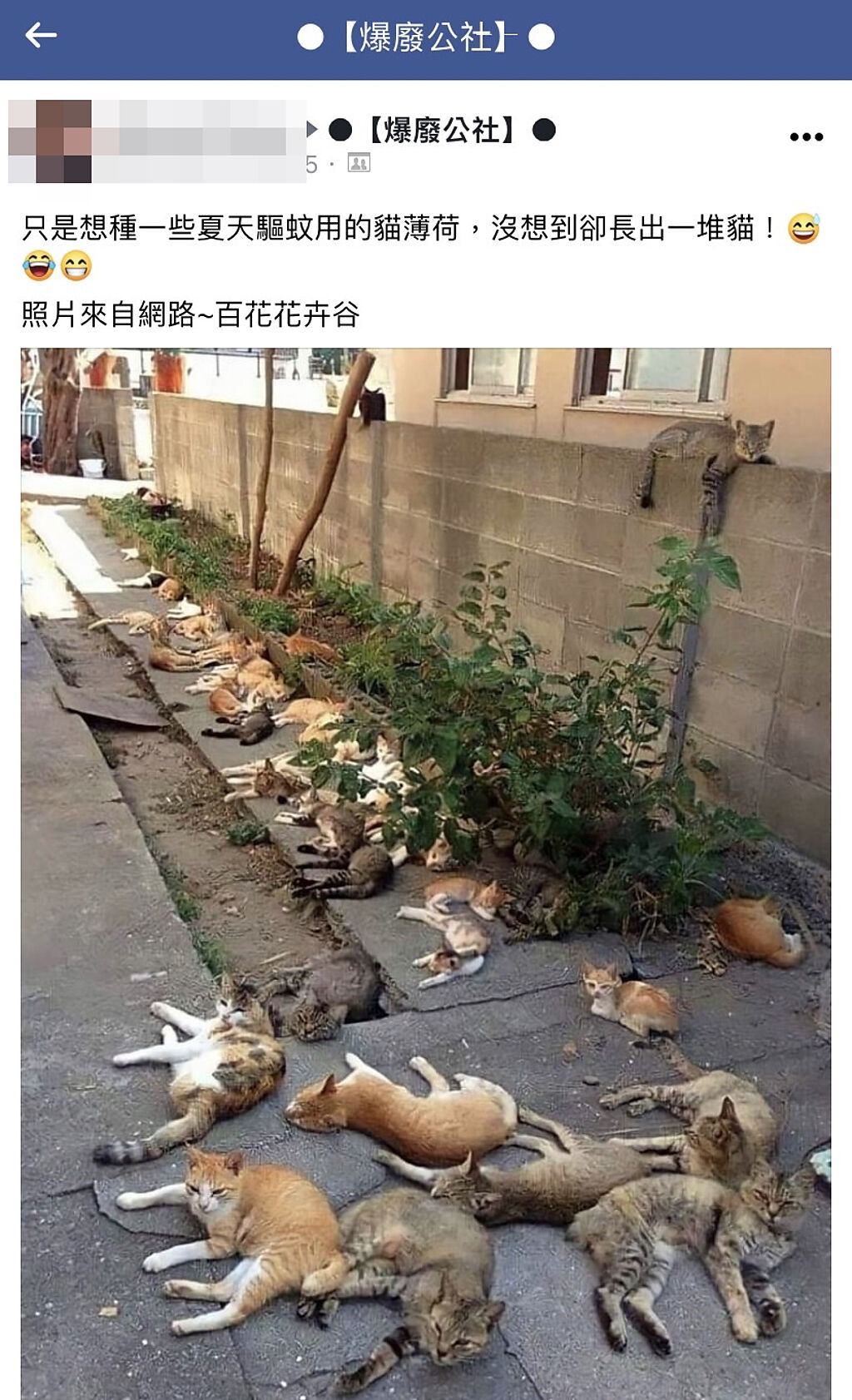 1名網友在自家「戶外庭院」種了幾束貓薄荷，原本是想用來驅趕蚊蟲，沒想到卻引來整群貓躺在庭院，各式花色的貓全慵懶地躺在地上吸貓草。（翻攝自臉書「爆廢公社」）