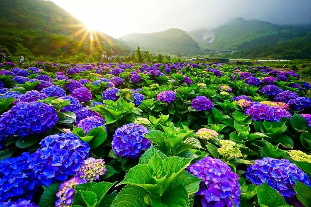 每年5月至6月間竹子湖地區繡球花盛開，是踏青散心的好選擇。　圖：臺北市政府觀光傳播局／提供 