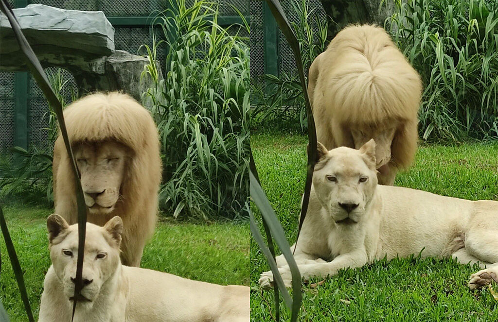 飼養員強調，不會刻意去剪獅子的毛髮，都是牠自己打理的。（圖／翻攝自微博）