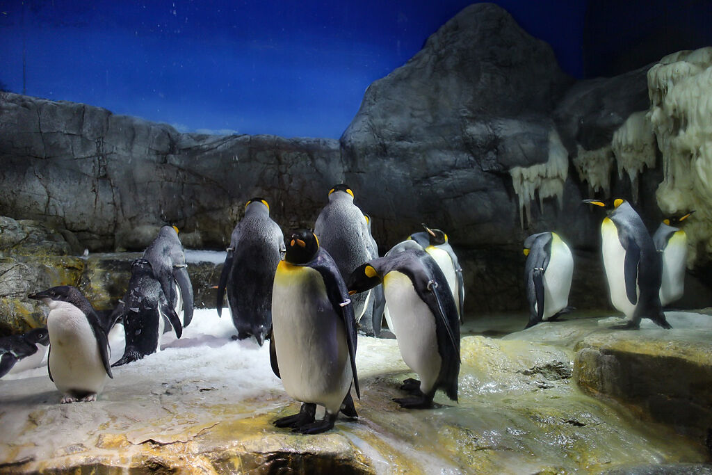 日本一間水族館的企鵝，在閉館前10分鐘就開始排隊，似乎等不及要「下班」了。(示意圖/達志影像)