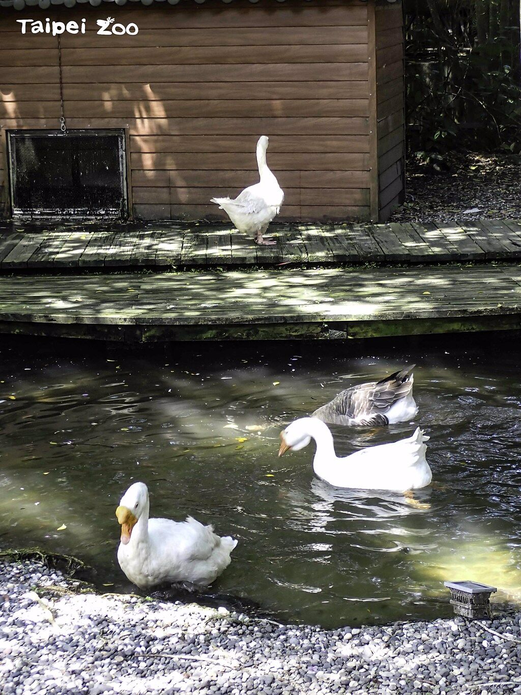 當大家都進到水池洗澡的時候，不下水的鵝自顧自的在岸上閒晃。(動物園提供)
