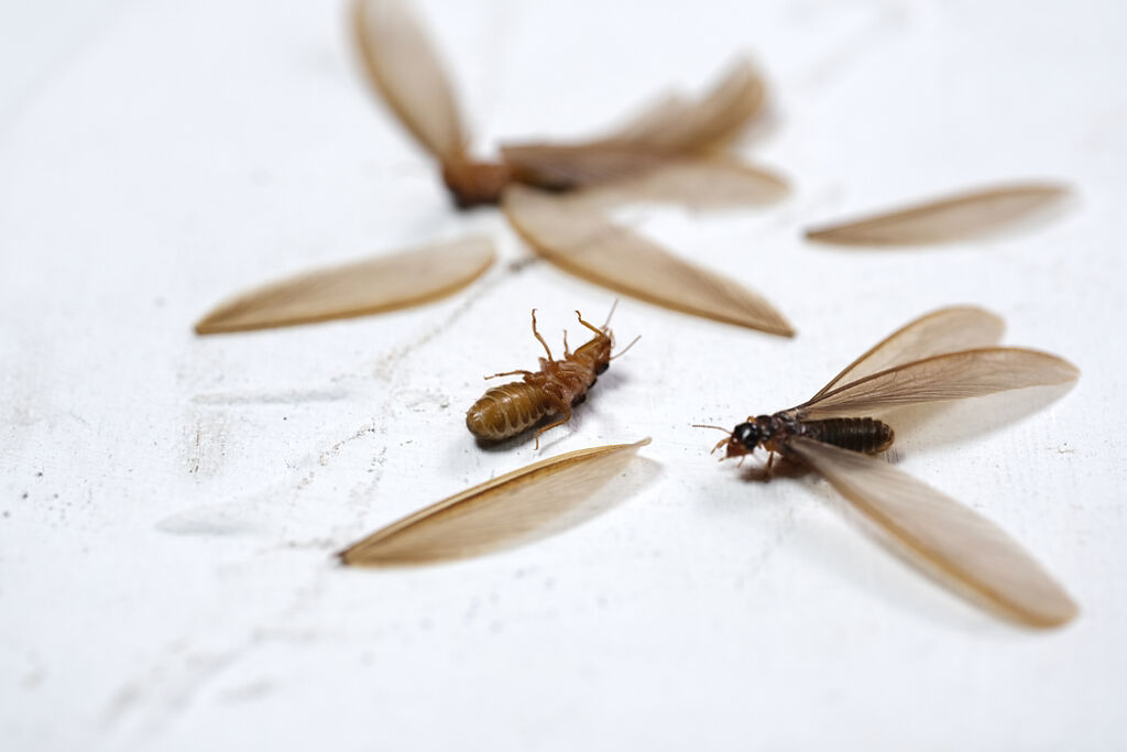 大水蟻經常在下大雨前後成群出沒。（示意圖／Shutterstock）