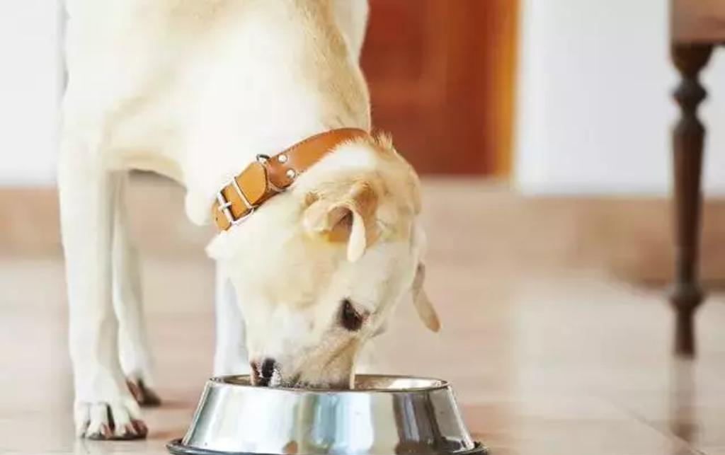 狗狗在吃東西時會非常有防備心，嚴重點會攻擊人。(圖/翻攝自圖蟲創意)