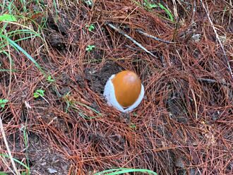 池有山林道遇見「凱撒磨菇」 網看呆：茶葉蛋掉在地上了