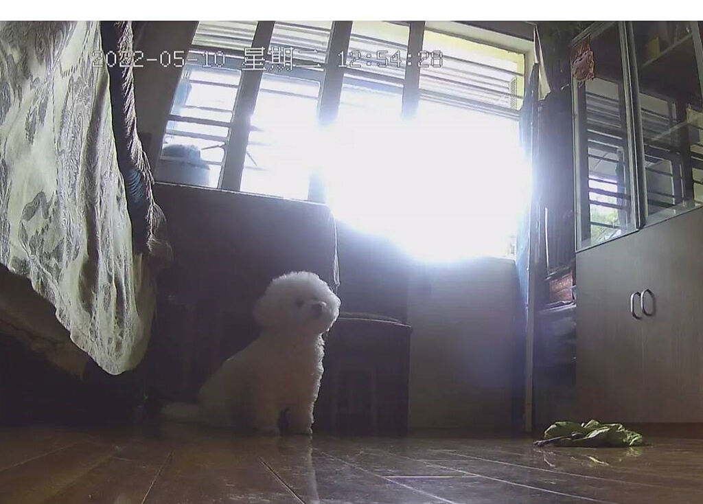 上海一隻小狗因為飼主確診，必須獨自待在家19天。(圖/翻攝自小紅書@朱禕禕呀)