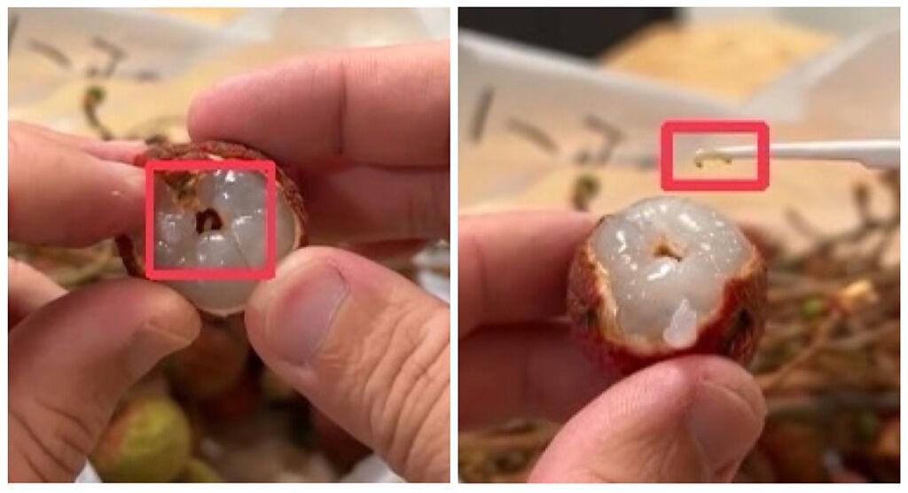 一名男網友在剝荔枝的過程發現一條白色小蟲。（圖／翻攝自TikTok@dy4in0w5duva）
