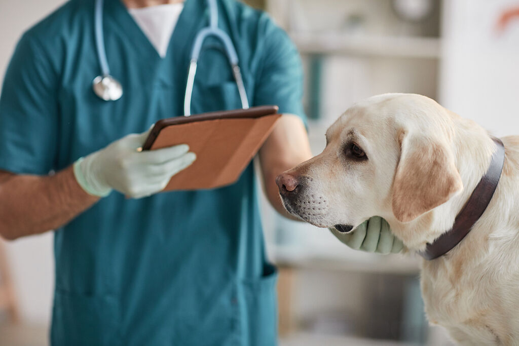 一名男網友在求職網站上看到獸醫師徵才資訊，才發現該職業的薪水並不高。（示意圖／Shutterstock）