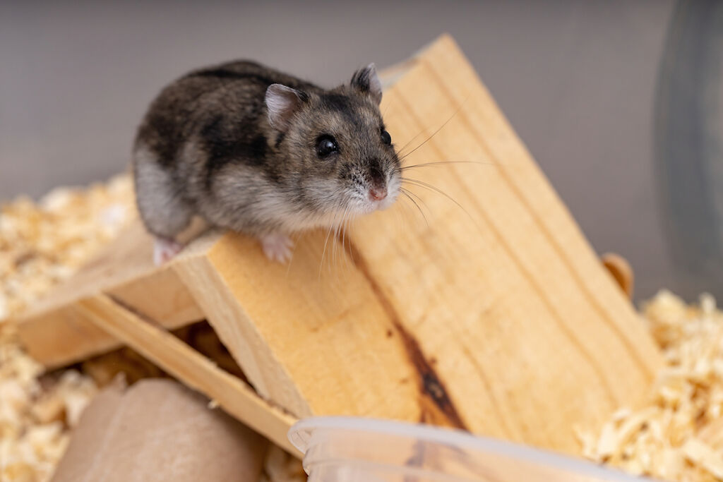網友在寵物店購入2隻公倉鼠，結果店家搞烏龍，實際上買到1公1母，還生了一整窩老鼠。（示意圖／Shutterstock）