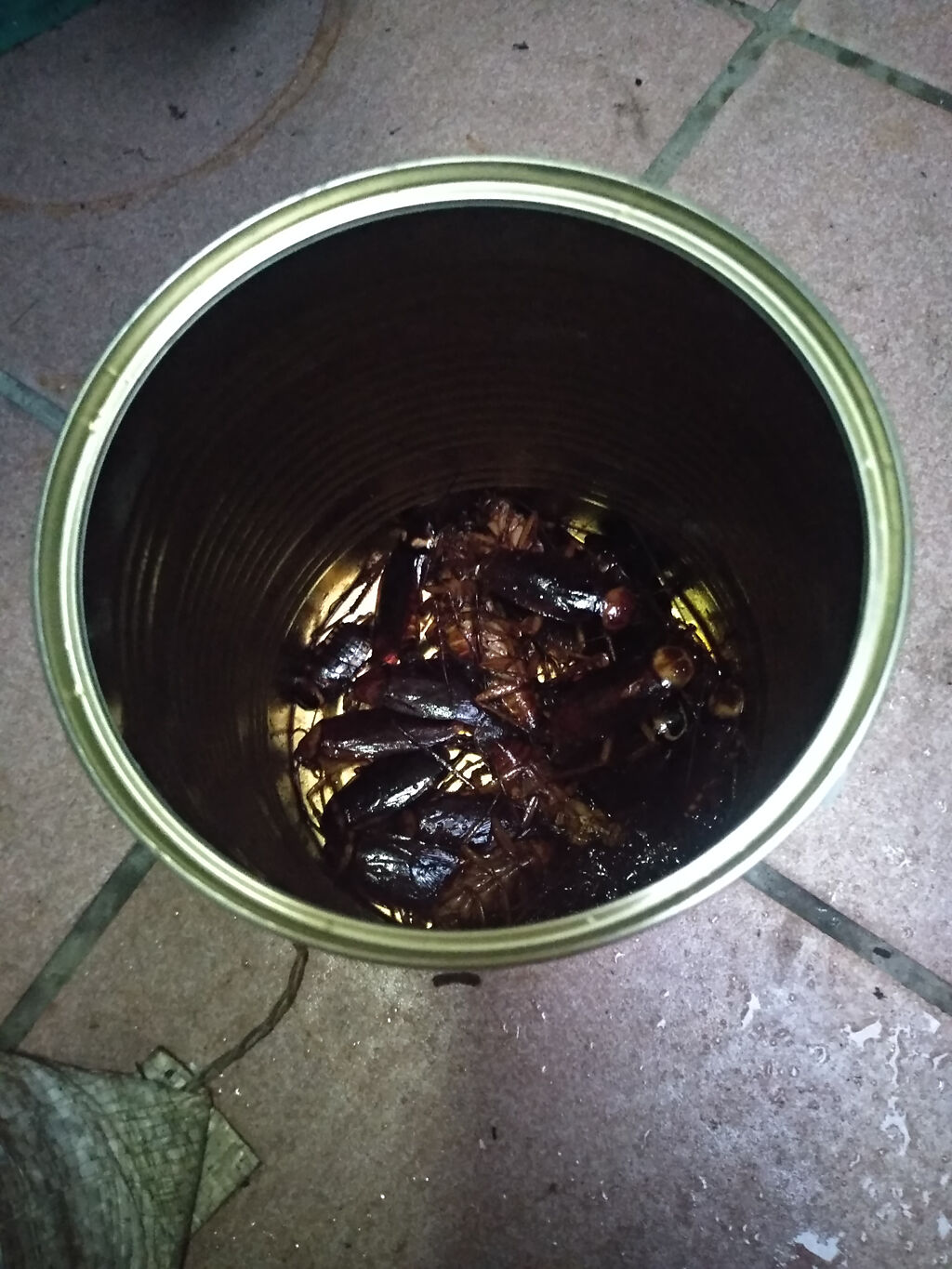 空罐中竟有多達十幾隻蟑螂，且都已死亡。（圖／翻攝自PTT）