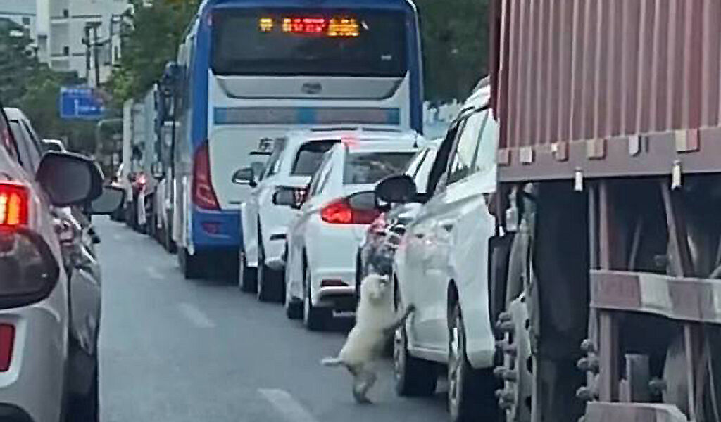 無良駕駛在車流量大的快速道路上，將小狗丟出車外便揚長而去。（圖／翻攝自微博）