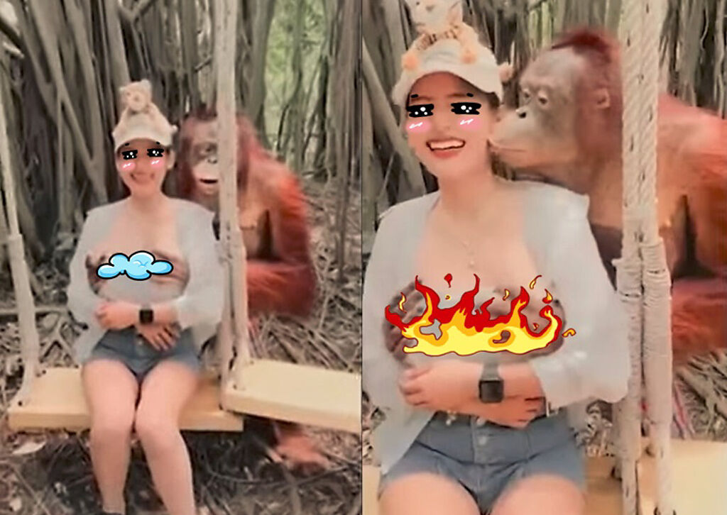 泰國動物園的紅毛猩猩伸出鹹豬手摸正妹遊客UU，引發網民暴動熱議。（圖／取自YouTube）